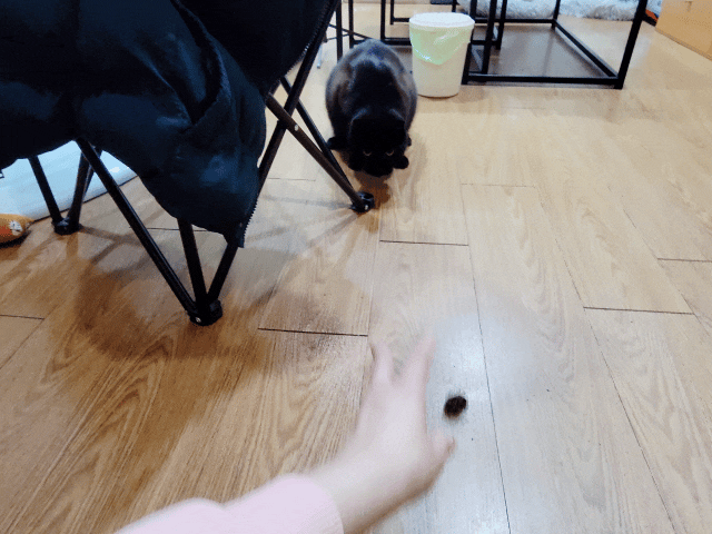 可蒂毛毛評價,貓咪3護型免疫營養品評價,貓咪免疫力保健心得,貓提升免疫好物分享,貓咪愛吃保健品開箱,貓常備保健品分享,貓增強免疫力產品開箱,貓改善體質好物分享,貓營養保健品開箱,貓換季保養品分享,貓咪抵抗力差怎麼辦,貓咪增強抵抗力產品心得,貓免疫營養粉開箱,排毛粉推薦,貓咪免疫力提升dcard,貓咪免疫力提升ptt,貓咪益生菌dcard,如何 增加貓咪免疫力,可蒂毛毛,貓用3護型免疫營養品,貓咪排毛粉推薦,貓咪化毛粉推薦 可蒂毛毛評價,貓咪3護型免疫營養品評價,貓咪免疫力保健心得,貓提升免疫好物分享,貓咪愛吃保健品開箱,貓常備保健品分享,貓增強免疫力產品開箱,貓改善體質好物分享,貓營養保健品開箱,貓換季保養品分享,貓咪抵抗力差怎麼辦,貓咪增強抵抗力產品心得,貓免疫營養粉開箱,排毛粉推薦,貓咪免疫力提升dcard,貓咪免疫力提升ptt,貓咪益生菌dcard,如何 增加貓咪免疫力,可蒂毛毛,貓用3護型免疫營養品,貓咪排毛粉推薦,貓咪化毛粉推薦