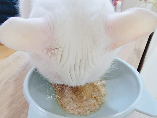 可蒂毛毛評價,貓咪3護型免疫營養品評價,貓咪免疫力保健心得,貓提升免疫好物分享,貓咪愛吃保健品開箱,貓常備保健品分享,貓增強免疫力產品開箱,貓改善體質好物分享,貓營養保健品開箱,貓換季保養品分享,貓咪抵抗力差怎麼辦,貓咪增強抵抗力產品心得,貓免疫營養粉開箱,排毛粉推薦,貓咪免疫力提升dcard,貓咪免疫力提升ptt,貓咪益生菌dcard,如何 增加貓咪免疫力,可蒂毛毛,貓用3護型免疫營養品,貓咪排毛粉推薦,貓咪化毛粉推薦 可蒂毛毛評價,貓咪3護型免疫營養品評價,貓咪免疫力保健心得,貓提升免疫好物分享,貓咪愛吃保健品開箱,貓常備保健品分享,貓增強免疫力產品開箱,貓改善體質好物分享,貓營養保健品開箱,貓換季保養品分享,貓咪抵抗力差怎麼辦,貓咪增強抵抗力產品心得,貓免疫營養粉開箱,排毛粉推薦,貓咪免疫力提升dcard,貓咪免疫力提升ptt,貓咪益生菌dcard,如何 增加貓咪免疫力,可蒂毛毛,貓用3護型免疫營養品,貓咪排毛粉推薦,貓咪化毛粉推薦