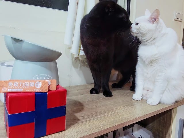 可蒂毛毛評價,貓咪3護型免疫營養品評價,貓咪免疫力保健心得,貓提升免疫好物分享,貓咪愛吃保健品開箱,貓常備保健品分享,貓增強免疫力產品開箱,貓改善體質好物分享,貓營養保健品開箱,貓換季保養品分享,貓咪抵抗力差怎麼辦,貓咪增強抵抗力產品心得,貓免疫營養粉開箱,排毛粉推薦,貓咪免疫力提升dcard,貓咪免疫力提升ptt,貓咪益生菌dcard,如何 增加貓咪免疫力,可蒂毛毛,貓用3護型免疫營養品,貓咪排毛粉推薦,貓咪化毛粉推薦 可蒂毛毛評價,貓咪3護型免疫營養品評價,貓咪免疫力保健心得,貓提升免疫好物分享,貓咪愛吃保健品開箱,貓常備保健品分享,貓增強免疫力產品開箱,貓改善體質好物分享,貓營養保健品開箱,貓換季保養品分享,貓咪抵抗力差怎麼辦,貓咪增強抵抗力產品心得,貓免疫營養粉開箱,排毛粉推薦,貓咪免疫力提升dcard,貓咪免疫力提升ptt,貓咪益生菌dcard,如何 增加貓咪免疫力,可蒂毛毛,貓用3護型免疫營養品,貓咪排毛粉推薦,貓咪化毛粉推薦