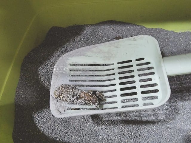 可蒂毛毛評價,貓咪3護型免疫營養品評價,貓咪免疫力保健心得,貓提升免疫好物分享,貓咪愛吃保健品開箱,貓常備保健品分享,貓增強免疫力產品開箱,貓改善體質好物分享,貓營養保健品開箱,貓換季保養品分享,貓咪抵抗力差怎麼辦,貓咪增強抵抗力產品心得,貓免疫營養粉開箱,排毛粉推薦,貓咪免疫力提升dcard,貓咪免疫力提升ptt,貓咪益生菌dcard,如何 增加貓咪免疫力,可蒂毛毛,貓用3護型免疫營養品,貓咪排毛粉推薦,貓咪化毛粉推薦 可蒂毛毛評價,貓咪3護型免疫營養品評價,貓咪免疫力保健心得,貓提升免疫好物分享,貓咪愛吃保健品開箱,貓常備保健品分享,貓增強免疫力產品開箱,貓改善體質好物分享,貓營養保健品開箱,貓換季保養品分享,貓咪抵抗力差怎麼辦,貓咪增強抵抗力產品心得,貓免疫營養粉開箱,排毛粉推薦,貓咪免疫力提升dcard,貓咪免疫力提升ptt,貓咪益生菌dcard,如何 增加貓咪免疫力,可蒂毛毛,貓用3護型免疫營養品,貓咪排毛粉推薦,貓咪化毛粉推薦