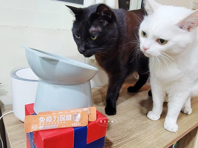 可蒂毛毛評價,貓咪3護型免疫營養品評價,貓咪免疫力保健心得,貓提升免疫好物分享,貓咪愛吃保健品開箱,貓常備保健品分享,貓增強免疫力產品開箱,貓改善體質好物分享,貓營養保健品開箱,貓換季保養品分享,貓咪抵抗力差怎麼辦,貓咪增強抵抗力產品心得,貓免疫營養粉開箱,排毛粉推薦,貓咪免疫力提升dcard,貓咪免疫力提升ptt,貓咪益生菌dcard,如何 增加貓咪免疫力,可蒂毛毛,貓用3護型免疫營養品,貓咪排毛粉推薦,貓咪化毛粉推薦 可蒂毛毛評價,貓咪3護型免疫營養品評價,貓咪免疫力保健心得,貓提升免疫好物分享,貓咪愛吃保健品開箱,貓常備保健品分享,貓增強免疫力產品開箱,貓改善體質好物分享,貓營養保健品開箱,貓換季保養品分享,貓咪抵抗力差怎麼辦,貓咪增強抵抗力產品心得,貓免疫營養粉開箱,排毛粉推薦,貓咪免疫力提升dcard,貓咪免疫力提升ptt,貓咪益生菌dcard,如何 增加貓咪免疫力,可蒂毛毛,貓用3護型免疫營養品,貓咪排毛粉推薦,貓咪化毛粉推薦