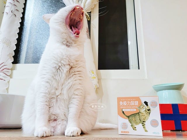 可蒂毛毛評價,貓咪3護型免疫營養品評價,貓咪免疫力保健心得,貓提升免疫好物分享,貓咪愛吃保健品開箱,貓常備保健品分享,貓增強免疫力產品開箱,貓改善體質好物分享,貓營養保健品開箱,貓換季保養品分享,貓咪抵抗力差怎麼辦,貓咪增強抵抗力產品心得,貓免疫營養粉開箱,排毛粉推薦,貓咪免疫力提升dcard,貓咪免疫力提升ptt,貓咪益生菌dcard,如何 增加貓咪免疫力,可蒂毛毛,貓用3護型免疫營養品,貓咪排毛粉推薦,貓咪化毛粉推薦 可蒂毛毛評價,貓咪3護型免疫營養品評價,貓咪免疫力保健心得,貓提升免疫好物分享,貓咪愛吃保健品開箱,貓常備保健品分享,貓增強免疫力產品開箱,貓改善體質好物分享,貓營養保健品開箱,貓換季保養品分享,貓咪抵抗力差怎麼辦,貓咪增強抵抗力產品心得,貓免疫營養粉開箱,排毛粉推薦,貓咪免疫力提升dcard,貓咪免疫力提升ptt,貓咪益生菌dcard,如何 增加貓咪免疫力,可蒂毛毛,貓用3護型免疫營養品,貓咪排毛粉推薦,貓咪化毛粉推薦