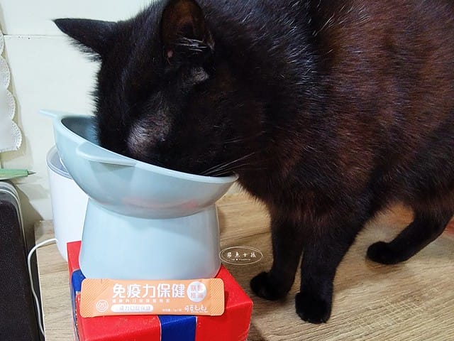 可蒂毛毛評價,貓咪3護型免疫營養品評價,貓咪免疫力保健心得,貓提升免疫好物分享,貓咪愛吃保健品開箱,貓常備保健品分享,貓增強免疫力產品開箱,貓改善體質好物分享,貓營養保健品開箱,貓換季保養品分享,貓咪抵抗力差怎麼辦,貓咪增強抵抗力產品心得,貓免疫營養粉開箱,排毛粉推薦,貓咪免疫力提升dcard,貓咪免疫力提升ptt,貓咪益生菌dcard,如何 增加貓咪免疫力,可蒂毛毛,貓用3護型免疫營養品,貓咪排毛粉推薦,貓咪化毛粉推薦 可蒂毛毛評價,貓咪3護型免疫營養品評價,貓咪免疫力保健心得,貓提升免疫好物分享,貓咪愛吃保健品開箱,貓常備保健品分享,貓增強免疫力產品開箱,貓改善體質好物分享,貓營養保健品開箱,貓換季保養品分享,貓咪抵抗力差怎麼辦,貓咪增強抵抗力產品心得,貓免疫營養粉開箱,排毛粉推薦,貓咪免疫力提升dcard,貓咪免疫力提升ptt,貓咪益生菌dcard,如何 增加貓咪免疫力,可蒂毛毛,貓用3護型免疫營養品,貓咪排毛粉推薦,貓咪化毛粉推薦