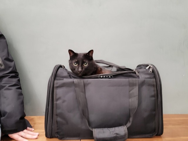 貓咪指甲斷掉,貓咪指甲流血會自己好嗎,貓貓指甲整個掉了怎麼辦,貓咪指甲斷掉dcard,貓咪指甲斷掉包紮,貓咪指甲裂開流血,貓咪指甲流血優碘,貓咪受傷,貓咪指甲斷掉流血,貓咪落甲,貓咪指甲流血會痛嗎,板橋貓咪醫院,板橋動物醫院推薦,板橋動物醫院dcard,板橋動物醫院ptt,板橋文化路動物醫院,板橋動物醫院推薦ptt,板橋動物醫院 貓,呼嚕貓專科醫院 Purring Cat Hospital預約制看診(板橋動物醫院推薦),呼嚕貓專科醫院 評價,板橋獸醫院,板橋獸醫院推薦,新埔動物醫院,江子翠動物醫院,板橋動物醫院評價 貓咪指甲斷掉,貓咪指甲流血會自己好嗎,貓貓指甲整個掉了怎麼辦,貓咪指甲斷掉dcard,貓咪指甲斷掉包紮,貓咪指甲裂開流血,貓咪指甲流血優碘,貓咪受傷,貓咪指甲斷掉流血,貓咪落甲,貓咪指甲流血會痛嗎,板橋貓咪醫院,板橋動物醫院推薦,板橋動物醫院dcard,板橋動物醫院ptt,板橋文化路動物醫院,板橋動物醫院推薦ptt,板橋動物醫院 貓,呼嚕貓專科醫院 Purring Cat Hospital預約制看診(板橋動物醫院推薦),呼嚕貓專科醫院 評價,板橋獸醫院,板橋獸醫院推薦,新埔動物醫院,江子翠動物醫院,板橋動物醫院評價