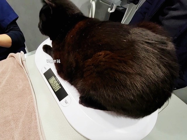 貓咪指甲斷掉,貓咪指甲流血會自己好嗎,貓貓指甲整個掉了怎麼辦,貓咪指甲斷掉dcard,貓咪指甲斷掉包紮,貓咪指甲裂開流血,貓咪指甲流血優碘,貓咪受傷,貓咪指甲斷掉流血,貓咪落甲,貓咪指甲流血會痛嗎,板橋貓咪醫院,板橋動物醫院推薦,板橋動物醫院dcard,板橋動物醫院ptt,板橋文化路動物醫院,板橋動物醫院推薦ptt,板橋動物醫院 貓,呼嚕貓專科醫院 Purring Cat Hospital預約制看診(板橋動物醫院推薦),呼嚕貓專科醫院 評價,板橋獸醫院,板橋獸醫院推薦,新埔動物醫院,江子翠動物醫院,板橋動物醫院評價 貓咪指甲斷掉,貓咪指甲流血會自己好嗎,貓貓指甲整個掉了怎麼辦,貓咪指甲斷掉dcard,貓咪指甲斷掉包紮,貓咪指甲裂開流血,貓咪指甲流血優碘,貓咪受傷,貓咪指甲斷掉流血,貓咪落甲,貓咪指甲流血會痛嗎,板橋貓咪醫院,板橋動物醫院推薦,板橋動物醫院dcard,板橋動物醫院ptt,板橋文化路動物醫院,板橋動物醫院推薦ptt,板橋動物醫院 貓,呼嚕貓專科醫院 Purring Cat Hospital預約制看診(板橋動物醫院推薦),呼嚕貓專科醫院 評價,板橋獸醫院,板橋獸醫院推薦,新埔動物醫院,江子翠動物醫院,板橋動物醫院評價