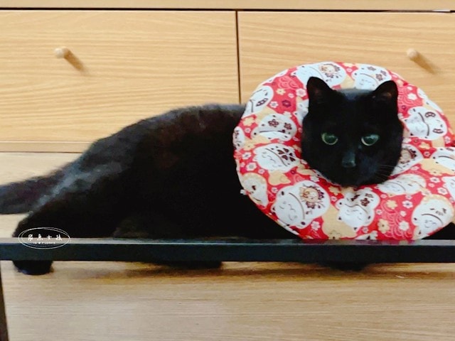 貓咪指甲斷掉,貓咪指甲流血會自己好嗎,貓貓指甲整個掉了怎麼辦,貓咪指甲斷掉dcard,貓咪指甲斷掉包紮,貓咪指甲裂開流血,貓咪指甲流血優碘,貓咪受傷,貓咪指甲斷掉流血,貓咪落甲,貓咪指甲流血會痛嗎,板橋貓咪醫院,板橋動物醫院推薦,板橋動物醫院dcard,板橋動物醫院ptt,板橋文化路動物醫院,板橋動物醫院推薦ptt,板橋動物醫院 貓,呼嚕貓專科醫院 Purring Cat Hospital預約制看診(板橋動物醫院推薦),呼嚕貓專科醫院 評價,板橋獸醫院,板橋獸醫院推薦,新埔動物醫院,江子翠動物醫院,板橋動物醫院評價 貓咪指甲斷掉,貓咪指甲流血會自己好嗎,貓貓指甲整個掉了怎麼辦,貓咪指甲斷掉dcard,貓咪指甲斷掉包紮,貓咪指甲裂開流血,貓咪指甲流血優碘,貓咪受傷,貓咪指甲斷掉流血,貓咪落甲,貓咪指甲流血會痛嗎,板橋貓咪醫院,板橋動物醫院推薦,板橋動物醫院dcard,板橋動物醫院ptt,板橋文化路動物醫院,板橋動物醫院推薦ptt,板橋動物醫院 貓,呼嚕貓專科醫院 Purring Cat Hospital預約制看診(板橋動物醫院推薦),呼嚕貓專科醫院 評價,板橋獸醫院,板橋獸醫院推薦,新埔動物醫院,江子翠動物醫院,板橋動物醫院評價