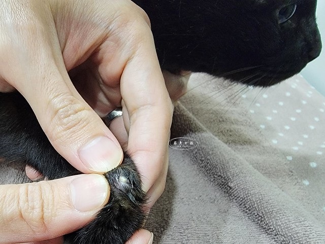 貓咪指甲斷掉,貓咪指甲流血會自己好嗎,貓貓指甲整個掉了怎麼辦,貓咪指甲斷掉dcard,貓咪指甲斷掉包紮,貓咪指甲裂開流血,貓咪指甲流血優碘,貓咪受傷,貓咪指甲斷掉流血,貓咪落甲,貓咪指甲流血會痛嗎,板橋貓咪醫院,板橋動物醫院推薦,板橋動物醫院dcard,板橋動物醫院ptt,板橋文化路動物醫院,板橋動物醫院推薦ptt,板橋動物醫院 貓,呼嚕貓專科醫院 Purring Cat Hospital預約制看診(板橋動物醫院推薦),呼嚕貓專科醫院 評價,板橋獸醫院,板橋獸醫院推薦,新埔動物醫院,江子翠動物醫院,板橋動物醫院評價 貓咪指甲斷掉,貓咪指甲流血會自己好嗎,貓貓指甲整個掉了怎麼辦,貓咪指甲斷掉dcard,貓咪指甲斷掉包紮,貓咪指甲裂開流血,貓咪指甲流血優碘,貓咪受傷,貓咪指甲斷掉流血,貓咪落甲,貓咪指甲流血會痛嗎,板橋貓咪醫院,板橋動物醫院推薦,板橋動物醫院dcard,板橋動物醫院ptt,板橋文化路動物醫院,板橋動物醫院推薦ptt,板橋動物醫院 貓,呼嚕貓專科醫院 Purring Cat Hospital預約制看診(板橋動物醫院推薦),呼嚕貓專科醫院 評價,板橋獸醫院,板橋獸醫院推薦,新埔動物醫院,江子翠動物醫院,板橋動物醫院評價