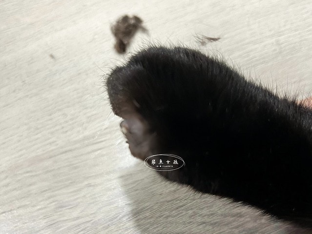 貓咪指甲斷掉,貓咪指甲流血會自己好嗎,貓貓指甲整個掉了怎麼辦,貓咪指甲斷掉dcard,貓咪指甲斷掉包紮,貓咪指甲裂開流血,貓咪指甲流血優碘,貓咪受傷,貓咪指甲斷掉流血,貓咪落甲,貓咪指甲流血會痛嗎,板橋貓咪醫院,板橋動物醫院推薦,板橋動物醫院dcard,板橋動物醫院ptt,板橋文化路動物醫院,板橋動物醫院推薦ptt,板橋動物醫院 貓,呼嚕貓專科醫院 Purring Cat Hospital預約制看診(板橋動物醫院推薦),呼嚕貓專科醫院 評價,板橋獸醫院,板橋獸醫院推薦,新埔動物醫院,江子翠動物醫院,板橋動物醫院評價 貓咪指甲斷掉,貓咪指甲流血會自己好嗎,貓貓指甲整個掉了怎麼辦,貓咪指甲斷掉dcard,貓咪指甲斷掉包紮,貓咪指甲裂開流血,貓咪指甲流血優碘,貓咪受傷,貓咪指甲斷掉流血,貓咪落甲,貓咪指甲流血會痛嗎,板橋貓咪醫院,板橋動物醫院推薦,板橋動物醫院dcard,板橋動物醫院ptt,板橋文化路動物醫院,板橋動物醫院推薦ptt,板橋動物醫院 貓,呼嚕貓專科醫院 Purring Cat Hospital預約制看診(板橋動物醫院推薦),呼嚕貓專科醫院 評價,板橋獸醫院,板橋獸醫院推薦,新埔動物醫院,江子翠動物醫院,板橋動物醫院評價