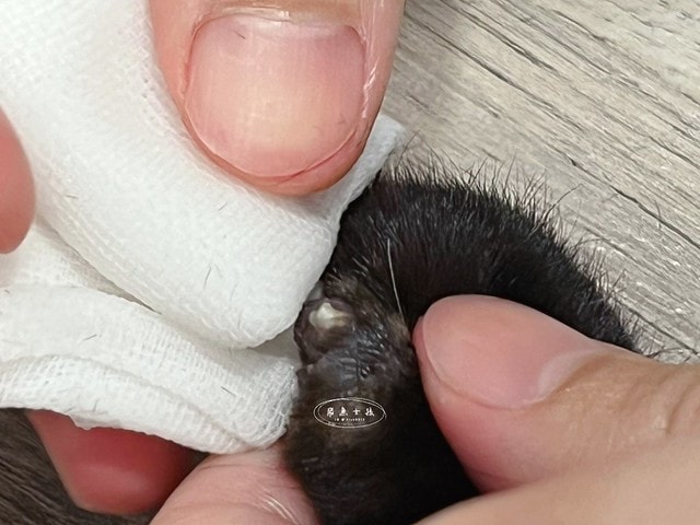 貓咪指甲斷掉,貓咪指甲流血會自己好嗎,貓貓指甲整個掉了怎麼辦,貓咪指甲斷掉dcard,貓咪指甲斷掉包紮,貓咪指甲裂開流血,貓咪指甲流血優碘,貓咪受傷,貓咪指甲斷掉流血,貓咪落甲,貓咪指甲流血會痛嗎,板橋貓咪醫院,板橋動物醫院推薦,板橋動物醫院dcard,板橋動物醫院ptt,板橋文化路動物醫院,板橋動物醫院推薦ptt,板橋動物醫院 貓,呼嚕貓專科醫院 Purring Cat Hospital預約制看診(板橋動物醫院推薦),呼嚕貓專科醫院 評價,板橋獸醫院,板橋獸醫院推薦,新埔動物醫院,江子翠動物醫院,板橋動物醫院評價 貓咪指甲斷掉,貓咪指甲流血會自己好嗎,貓貓指甲整個掉了怎麼辦,貓咪指甲斷掉dcard,貓咪指甲斷掉包紮,貓咪指甲裂開流血,貓咪指甲流血優碘,貓咪受傷,貓咪指甲斷掉流血,貓咪落甲,貓咪指甲流血會痛嗎,板橋貓咪醫院,板橋動物醫院推薦,板橋動物醫院dcard,板橋動物醫院ptt,板橋文化路動物醫院,板橋動物醫院推薦ptt,板橋動物醫院 貓,呼嚕貓專科醫院 Purring Cat Hospital預約制看診(板橋動物醫院推薦),呼嚕貓專科醫院 評價,板橋獸醫院,板橋獸醫院推薦,新埔動物醫院,江子翠動物醫院,板橋動物醫院評價