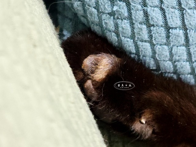 貓咪指甲斷掉,貓咪指甲流血會自己好嗎,貓貓指甲整個掉了怎麼辦,貓咪指甲斷掉dcard,貓咪指甲斷掉包紮,貓咪指甲裂開流血,貓咪指甲流血優碘,貓咪受傷,貓咪指甲斷掉流血,貓咪落甲,貓咪指甲流血會痛嗎,板橋貓咪醫院,板橋動物醫院推薦,板橋動物醫院dcard,板橋動物醫院ptt,板橋文化路動物醫院,板橋動物醫院推薦ptt,板橋動物醫院 貓,呼嚕貓專科醫院 Purring Cat Hospital預約制看診(板橋動物醫院推薦),呼嚕貓專科醫院 評價,板橋獸醫院,板橋獸醫院推薦,新埔動物醫院,江子翠動物醫院,板橋動物醫院評價 貓咪指甲斷掉,貓咪指甲流血會自己好嗎,貓貓指甲整個掉了怎麼辦,貓咪指甲斷掉dcard,貓咪指甲斷掉包紮,貓咪指甲裂開流血,貓咪指甲流血優碘,貓咪受傷,貓咪指甲斷掉流血,貓咪落甲,貓咪指甲流血會痛嗎,板橋貓咪醫院,板橋動物醫院推薦,板橋動物醫院dcard,板橋動物醫院ptt,板橋文化路動物醫院,板橋動物醫院推薦ptt,板橋動物醫院 貓,呼嚕貓專科醫院 Purring Cat Hospital預約制看診(板橋動物醫院推薦),呼嚕貓專科醫院 評價,板橋獸醫院,板橋獸醫院推薦,新埔動物醫院,江子翠動物醫院,板橋動物醫院評價