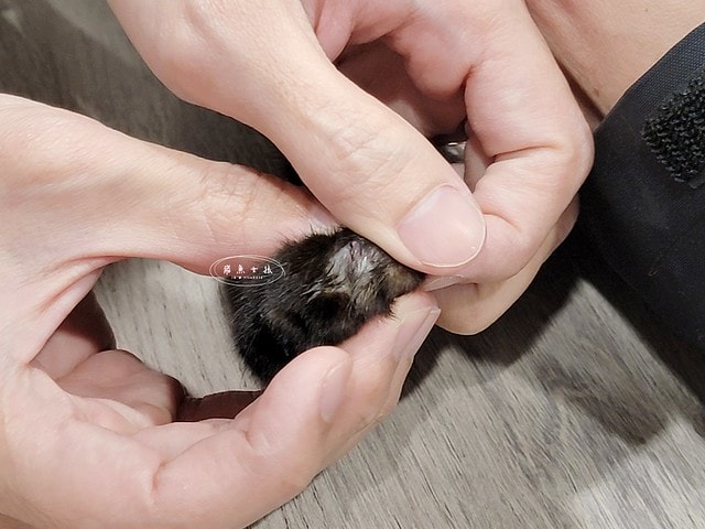 貓咪指甲斷掉,貓咪指甲流血會自己好嗎,貓貓指甲整個掉了怎麼辦,貓咪指甲斷掉dcard,貓咪指甲斷掉包紮,貓咪指甲裂開流血,貓咪指甲流血優碘,貓咪受傷,貓咪指甲斷掉流血,貓咪落甲,貓咪指甲流血會痛嗎,板橋貓咪醫院,板橋動物醫院推薦,板橋動物醫院dcard,板橋動物醫院ptt,板橋文化路動物醫院,板橋動物醫院推薦ptt,板橋動物醫院 貓,呼嚕貓專科醫院 Purring Cat Hospital預約制看診(板橋動物醫院推薦),呼嚕貓專科醫院 評價,板橋獸醫院,板橋獸醫院推薦,新埔動物醫院,江子翠動物醫院,板橋動物醫院評價 貓咪指甲斷掉,貓咪指甲流血會自己好嗎,貓貓指甲整個掉了怎麼辦,貓咪指甲斷掉dcard,貓咪指甲斷掉包紮,貓咪指甲裂開流血,貓咪指甲流血優碘,貓咪受傷,貓咪指甲斷掉流血,貓咪落甲,貓咪指甲流血會痛嗎,板橋貓咪醫院,板橋動物醫院推薦,板橋動物醫院dcard,板橋動物醫院ptt,板橋文化路動物醫院,板橋動物醫院推薦ptt,板橋動物醫院 貓,呼嚕貓專科醫院 Purring Cat Hospital預約制看診(板橋動物醫院推薦),呼嚕貓專科醫院 評價,板橋獸醫院,板橋獸醫院推薦,新埔動物醫院,江子翠動物醫院,板橋動物醫院評價