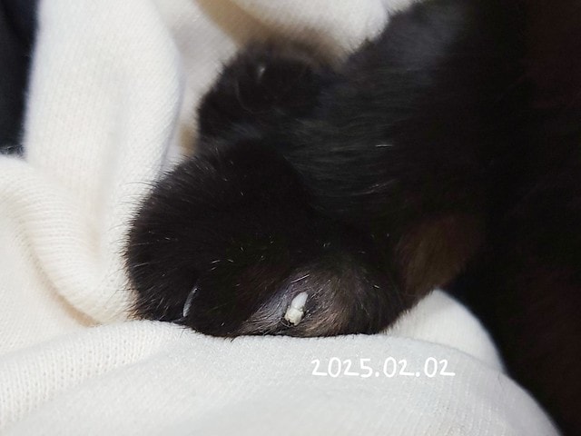 貓咪指甲斷掉,貓咪指甲流血會自己好嗎,貓貓指甲整個掉了怎麼辦,貓咪指甲斷掉dcard,貓咪指甲斷掉包紮,貓咪指甲裂開流血,貓咪指甲流血優碘,貓咪受傷,貓咪指甲斷掉流血,貓咪落甲,貓咪指甲流血會痛嗎,板橋貓咪醫院,板橋動物醫院推薦,板橋動物醫院dcard,板橋動物醫院ptt,板橋文化路動物醫院,板橋動物醫院推薦ptt,板橋動物醫院 貓,呼嚕貓專科醫院 Purring Cat Hospital預約制看診(板橋動物醫院推薦),呼嚕貓專科醫院 評價,板橋獸醫院,板橋獸醫院推薦,新埔動物醫院,江子翠動物醫院,板橋動物醫院評價 貓咪指甲斷掉,貓咪指甲流血會自己好嗎,貓貓指甲整個掉了怎麼辦,貓咪指甲斷掉dcard,貓咪指甲斷掉包紮,貓咪指甲裂開流血,貓咪指甲流血優碘,貓咪受傷,貓咪指甲斷掉流血,貓咪落甲,貓咪指甲流血會痛嗎,板橋貓咪醫院,板橋動物醫院推薦,板橋動物醫院dcard,板橋動物醫院ptt,板橋文化路動物醫院,板橋動物醫院推薦ptt,板橋動物醫院 貓,呼嚕貓專科醫院 Purring Cat Hospital預約制看診(板橋動物醫院推薦),呼嚕貓專科醫院 評價,板橋獸醫院,板橋獸醫院推薦,新埔動物醫院,江子翠動物醫院,板橋動物醫院評價