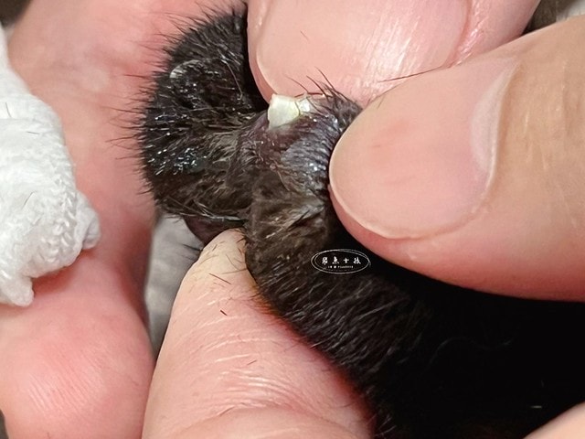 貓咪指甲斷掉,貓咪指甲流血會自己好嗎,貓貓指甲整個掉了怎麼辦,貓咪指甲斷掉dcard,貓咪指甲斷掉包紮,貓咪指甲裂開流血,貓咪指甲流血優碘,貓咪受傷,貓咪指甲斷掉流血,貓咪落甲,貓咪指甲流血會痛嗎,板橋貓咪醫院,板橋動物醫院推薦,板橋動物醫院dcard,板橋動物醫院ptt,板橋文化路動物醫院,板橋動物醫院推薦ptt,板橋動物醫院 貓,呼嚕貓專科醫院 Purring Cat Hospital預約制看診(板橋動物醫院推薦),呼嚕貓專科醫院 評價,板橋獸醫院,板橋獸醫院推薦,新埔動物醫院,江子翠動物醫院,板橋動物醫院評價 貓咪指甲斷掉,貓咪指甲流血會自己好嗎,貓貓指甲整個掉了怎麼辦,貓咪指甲斷掉dcard,貓咪指甲斷掉包紮,貓咪指甲裂開流血,貓咪指甲流血優碘,貓咪受傷,貓咪指甲斷掉流血,貓咪落甲,貓咪指甲流血會痛嗎,板橋貓咪醫院,板橋動物醫院推薦,板橋動物醫院dcard,板橋動物醫院ptt,板橋文化路動物醫院,板橋動物醫院推薦ptt,板橋動物醫院 貓,呼嚕貓專科醫院 Purring Cat Hospital預約制看診(板橋動物醫院推薦),呼嚕貓專科醫院 評價,板橋獸醫院,板橋獸醫院推薦,新埔動物醫院,江子翠動物醫院,板橋動物醫院評價