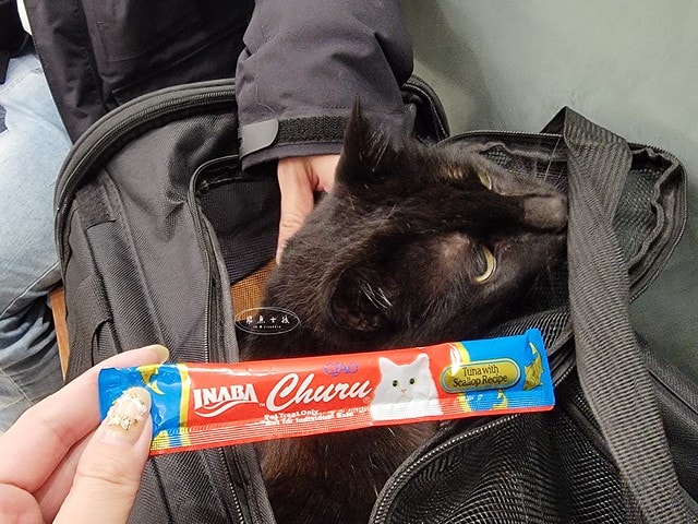 貓咪指甲斷掉,貓咪指甲流血會自己好嗎,貓貓指甲整個掉了怎麼辦,貓咪指甲斷掉dcard,貓咪指甲斷掉包紮,貓咪指甲裂開流血,貓咪指甲流血優碘,貓咪受傷,貓咪指甲斷掉流血,貓咪落甲,貓咪指甲流血會痛嗎,板橋貓咪醫院,板橋動物醫院推薦,板橋動物醫院dcard,板橋動物醫院ptt,板橋文化路動物醫院,板橋動物醫院推薦ptt,板橋動物醫院 貓,呼嚕貓專科醫院 Purring Cat Hospital預約制看診(板橋動物醫院推薦),呼嚕貓專科醫院 評價,板橋獸醫院,板橋獸醫院推薦,新埔動物醫院,江子翠動物醫院,板橋動物醫院評價 貓咪指甲斷掉,貓咪指甲流血會自己好嗎,貓貓指甲整個掉了怎麼辦,貓咪指甲斷掉dcard,貓咪指甲斷掉包紮,貓咪指甲裂開流血,貓咪指甲流血優碘,貓咪受傷,貓咪指甲斷掉流血,貓咪落甲,貓咪指甲流血會痛嗎,板橋貓咪醫院,板橋動物醫院推薦,板橋動物醫院dcard,板橋動物醫院ptt,板橋文化路動物醫院,板橋動物醫院推薦ptt,板橋動物醫院 貓,呼嚕貓專科醫院 Purring Cat Hospital預約制看診(板橋動物醫院推薦),呼嚕貓專科醫院 評價,板橋獸醫院,板橋獸醫院推薦,新埔動物醫院,江子翠動物醫院,板橋動物醫院評價