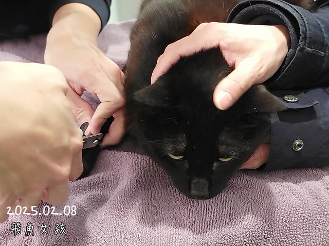 貓咪指甲斷掉,貓咪指甲流血會自己好嗎,貓貓指甲整個掉了怎麼辦,貓咪指甲斷掉dcard,貓咪指甲斷掉包紮,貓咪指甲裂開流血,貓咪指甲流血優碘,貓咪受傷,貓咪指甲斷掉流血,貓咪落甲,貓咪指甲流血會痛嗎,板橋貓咪醫院,板橋動物醫院推薦,板橋動物醫院dcard,板橋動物醫院ptt,板橋文化路動物醫院,板橋動物醫院推薦ptt,板橋動物醫院 貓,呼嚕貓專科醫院 Purring Cat Hospital預約制看診(板橋動物醫院推薦),呼嚕貓專科醫院 評價,板橋獸醫院,板橋獸醫院推薦,新埔動物醫院,江子翠動物醫院,板橋動物醫院評價 貓咪指甲斷掉,貓咪指甲流血會自己好嗎,貓貓指甲整個掉了怎麼辦,貓咪指甲斷掉dcard,貓咪指甲斷掉包紮,貓咪指甲裂開流血,貓咪指甲流血優碘,貓咪受傷,貓咪指甲斷掉流血,貓咪落甲,貓咪指甲流血會痛嗎,板橋貓咪醫院,板橋動物醫院推薦,板橋動物醫院dcard,板橋動物醫院ptt,板橋文化路動物醫院,板橋動物醫院推薦ptt,板橋動物醫院 貓,呼嚕貓專科醫院 Purring Cat Hospital預約制看診(板橋動物醫院推薦),呼嚕貓專科醫院 評價,板橋獸醫院,板橋獸醫院推薦,新埔動物醫院,江子翠動物醫院,板橋動物醫院評價