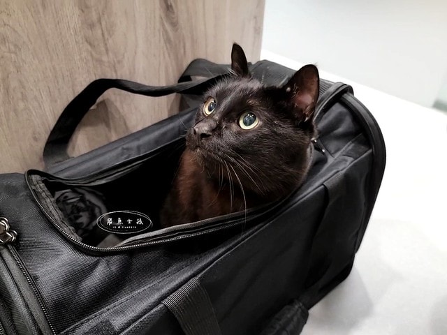 貓咪指甲斷掉,貓咪指甲流血會自己好嗎,貓貓指甲整個掉了怎麼辦,貓咪指甲斷掉dcard,貓咪指甲斷掉包紮,貓咪指甲裂開流血,貓咪指甲流血優碘,貓咪受傷,貓咪指甲斷掉流血,貓咪落甲,貓咪指甲流血會痛嗎,板橋貓咪醫院,板橋動物醫院推薦,板橋動物醫院dcard,板橋動物醫院ptt,板橋文化路動物醫院,板橋動物醫院推薦ptt,板橋動物醫院 貓,呼嚕貓專科醫院 Purring Cat Hospital預約制看診(板橋動物醫院推薦),呼嚕貓專科醫院 評價,板橋獸醫院,板橋獸醫院推薦,新埔動物醫院,江子翠動物醫院,板橋動物醫院評價 貓咪指甲斷掉,貓咪指甲流血會自己好嗎,貓貓指甲整個掉了怎麼辦,貓咪指甲斷掉dcard,貓咪指甲斷掉包紮,貓咪指甲裂開流血,貓咪指甲流血優碘,貓咪受傷,貓咪指甲斷掉流血,貓咪落甲,貓咪指甲流血會痛嗎,板橋貓咪醫院,板橋動物醫院推薦,板橋動物醫院dcard,板橋動物醫院ptt,板橋文化路動物醫院,板橋動物醫院推薦ptt,板橋動物醫院 貓,呼嚕貓專科醫院 Purring Cat Hospital預約制看診(板橋動物醫院推薦),呼嚕貓專科醫院 評價,板橋獸醫院,板橋獸醫院推薦,新埔動物醫院,江子翠動物醫院,板橋動物醫院評價