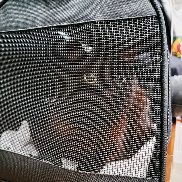 貓咪指甲斷掉,貓咪指甲流血會自己好嗎,貓貓指甲整個掉了怎麼辦,貓咪指甲斷掉dcard,貓咪指甲斷掉包紮,貓咪指甲裂開流血,貓咪指甲流血優碘,貓咪受傷,貓咪指甲斷掉流血,貓咪落甲,貓咪指甲流血會痛嗎,板橋貓咪醫院,板橋動物醫院推薦,板橋動物醫院dcard,板橋動物醫院ptt,板橋文化路動物醫院,板橋動物醫院推薦ptt,板橋動物醫院 貓,呼嚕貓專科醫院 Purring Cat Hospital預約制看診(板橋動物醫院推薦),呼嚕貓專科醫院 評價,板橋獸醫院,板橋獸醫院推薦,新埔動物醫院,江子翠動物醫院,板橋動物醫院評價 貓咪指甲斷掉,貓咪指甲流血會自己好嗎,貓貓指甲整個掉了怎麼辦,貓咪指甲斷掉dcard,貓咪指甲斷掉包紮,貓咪指甲裂開流血,貓咪指甲流血優碘,貓咪受傷,貓咪指甲斷掉流血,貓咪落甲,貓咪指甲流血會痛嗎,板橋貓咪醫院,板橋動物醫院推薦,板橋動物醫院dcard,板橋動物醫院ptt,板橋文化路動物醫院,板橋動物醫院推薦ptt,板橋動物醫院 貓,呼嚕貓專科醫院 Purring Cat Hospital預約制看診(板橋動物醫院推薦),呼嚕貓專科醫院 評價,板橋獸醫院,板橋獸醫院推薦,新埔動物醫院,江子翠動物醫院,板橋動物醫院評價