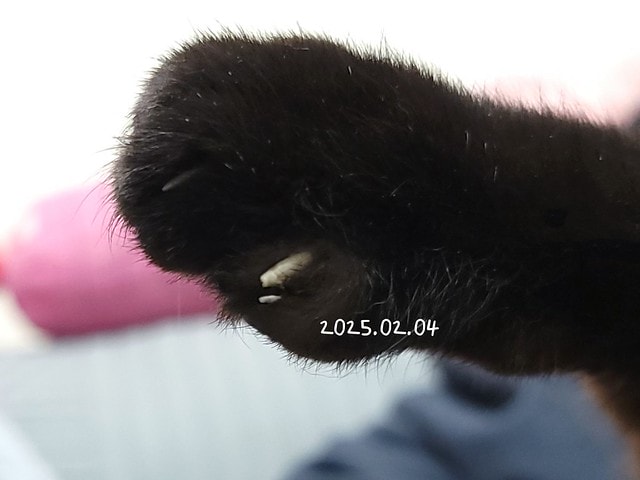 貓咪指甲斷掉,貓咪指甲流血會自己好嗎,貓貓指甲整個掉了怎麼辦,貓咪指甲斷掉dcard,貓咪指甲斷掉包紮,貓咪指甲裂開流血,貓咪指甲流血優碘,貓咪受傷,貓咪指甲斷掉流血,貓咪落甲,貓咪指甲流血會痛嗎,板橋貓咪醫院,板橋動物醫院推薦,板橋動物醫院dcard,板橋動物醫院ptt,板橋文化路動物醫院,板橋動物醫院推薦ptt,板橋動物醫院 貓,呼嚕貓專科醫院 Purring Cat Hospital預約制看診(板橋動物醫院推薦),呼嚕貓專科醫院 評價,板橋獸醫院,板橋獸醫院推薦,新埔動物醫院,江子翠動物醫院,板橋動物醫院評價 貓咪指甲斷掉,貓咪指甲流血會自己好嗎,貓貓指甲整個掉了怎麼辦,貓咪指甲斷掉dcard,貓咪指甲斷掉包紮,貓咪指甲裂開流血,貓咪指甲流血優碘,貓咪受傷,貓咪指甲斷掉流血,貓咪落甲,貓咪指甲流血會痛嗎,板橋貓咪醫院,板橋動物醫院推薦,板橋動物醫院dcard,板橋動物醫院ptt,板橋文化路動物醫院,板橋動物醫院推薦ptt,板橋動物醫院 貓,呼嚕貓專科醫院 Purring Cat Hospital預約制看診(板橋動物醫院推薦),呼嚕貓專科醫院 評價,板橋獸醫院,板橋獸醫院推薦,新埔動物醫院,江子翠動物醫院,板橋動物醫院評價