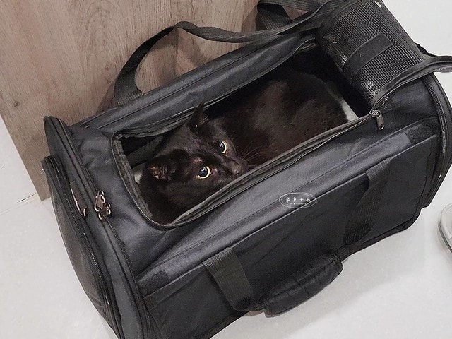 貓咪指甲斷掉,貓咪指甲流血會自己好嗎,貓貓指甲整個掉了怎麼辦,貓咪指甲斷掉dcard,貓咪指甲斷掉包紮,貓咪指甲裂開流血,貓咪指甲流血優碘,貓咪受傷,貓咪指甲斷掉流血,貓咪落甲,貓咪指甲流血會痛嗎,板橋貓咪醫院,板橋動物醫院推薦,板橋動物醫院dcard,板橋動物醫院ptt,板橋文化路動物醫院,板橋動物醫院推薦ptt,板橋動物醫院 貓,呼嚕貓專科醫院 Purring Cat Hospital預約制看診(板橋動物醫院推薦),呼嚕貓專科醫院 評價,板橋獸醫院,板橋獸醫院推薦,新埔動物醫院,江子翠動物醫院,板橋動物醫院評價 貓咪指甲斷掉,貓咪指甲流血會自己好嗎,貓貓指甲整個掉了怎麼辦,貓咪指甲斷掉dcard,貓咪指甲斷掉包紮,貓咪指甲裂開流血,貓咪指甲流血優碘,貓咪受傷,貓咪指甲斷掉流血,貓咪落甲,貓咪指甲流血會痛嗎,板橋貓咪醫院,板橋動物醫院推薦,板橋動物醫院dcard,板橋動物醫院ptt,板橋文化路動物醫院,板橋動物醫院推薦ptt,板橋動物醫院 貓,呼嚕貓專科醫院 Purring Cat Hospital預約制看診(板橋動物醫院推薦),呼嚕貓專科醫院 評價,板橋獸醫院,板橋獸醫院推薦,新埔動物醫院,江子翠動物醫院,板橋動物醫院評價