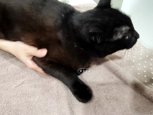 貓咪指甲斷掉,貓咪指甲流血會自己好嗎,貓貓指甲整個掉了怎麼辦,貓咪指甲斷掉dcard,貓咪指甲斷掉包紮,貓咪指甲裂開流血,貓咪指甲流血優碘,貓咪受傷,貓咪指甲斷掉流血,貓咪落甲,貓咪指甲流血會痛嗎,板橋貓咪醫院,板橋動物醫院推薦,板橋動物醫院dcard,板橋動物醫院ptt,板橋文化路動物醫院,板橋動物醫院推薦ptt,板橋動物醫院 貓,呼嚕貓專科醫院 Purring Cat Hospital預約制看診(板橋動物醫院推薦),呼嚕貓專科醫院 評價,板橋獸醫院,板橋獸醫院推薦,新埔動物醫院,江子翠動物醫院,板橋動物醫院評價 貓咪指甲斷掉,貓咪指甲流血會自己好嗎,貓貓指甲整個掉了怎麼辦,貓咪指甲斷掉dcard,貓咪指甲斷掉包紮,貓咪指甲裂開流血,貓咪指甲流血優碘,貓咪受傷,貓咪指甲斷掉流血,貓咪落甲,貓咪指甲流血會痛嗎,板橋貓咪醫院,板橋動物醫院推薦,板橋動物醫院dcard,板橋動物醫院ptt,板橋文化路動物醫院,板橋動物醫院推薦ptt,板橋動物醫院 貓,呼嚕貓專科醫院 Purring Cat Hospital預約制看診(板橋動物醫院推薦),呼嚕貓專科醫院 評價,板橋獸醫院,板橋獸醫院推薦,新埔動物醫院,江子翠動物醫院,板橋動物醫院評價