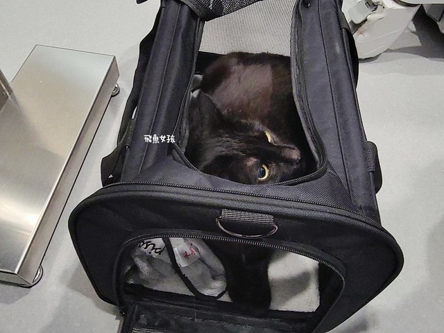 貓咪指甲斷掉,貓咪指甲流血會自己好嗎,貓貓指甲整個掉了怎麼辦,貓咪指甲斷掉dcard,貓咪指甲斷掉包紮,貓咪指甲裂開流血,貓咪指甲流血優碘,貓咪受傷,貓咪指甲斷掉流血,貓咪落甲,貓咪指甲流血會痛嗎,板橋貓咪醫院,板橋動物醫院推薦,板橋動物醫院dcard,板橋動物醫院ptt,板橋文化路動物醫院,板橋動物醫院推薦ptt,板橋動物醫院 貓,呼嚕貓專科醫院 Purring Cat Hospital預約制看診(板橋動物醫院推薦),呼嚕貓專科醫院 評價,板橋獸醫院,板橋獸醫院推薦,新埔動物醫院,江子翠動物醫院,板橋動物醫院評價 貓咪指甲斷掉,貓咪指甲流血會自己好嗎,貓貓指甲整個掉了怎麼辦,貓咪指甲斷掉dcard,貓咪指甲斷掉包紮,貓咪指甲裂開流血,貓咪指甲流血優碘,貓咪受傷,貓咪指甲斷掉流血,貓咪落甲,貓咪指甲流血會痛嗎,板橋貓咪醫院,板橋動物醫院推薦,板橋動物醫院dcard,板橋動物醫院ptt,板橋文化路動物醫院,板橋動物醫院推薦ptt,板橋動物醫院 貓,呼嚕貓專科醫院 Purring Cat Hospital預約制看診(板橋動物醫院推薦),呼嚕貓專科醫院 評價,板橋獸醫院,板橋獸醫院推薦,新埔動物醫院,江子翠動物醫院,板橋動物醫院評價