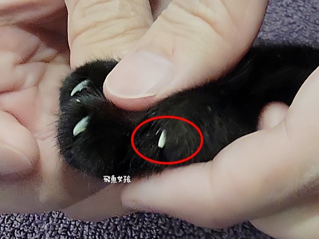 貓咪指甲斷掉,貓咪指甲流血會自己好嗎,貓貓指甲整個掉了怎麼辦,貓咪指甲斷掉dcard,貓咪指甲斷掉包紮,貓咪指甲裂開流血,貓咪指甲流血優碘,貓咪受傷,貓咪指甲斷掉流血,貓咪落甲,貓咪指甲流血會痛嗎,板橋貓咪醫院,板橋動物醫院推薦,板橋動物醫院dcard,板橋動物醫院ptt,板橋文化路動物醫院,板橋動物醫院推薦ptt,板橋動物醫院 貓,呼嚕貓專科醫院 Purring Cat Hospital預約制看診(板橋動物醫院推薦),呼嚕貓專科醫院 評價,板橋獸醫院,板橋獸醫院推薦,新埔動物醫院,江子翠動物醫院,板橋動物醫院評價 貓咪指甲斷掉,貓咪指甲流血會自己好嗎,貓貓指甲整個掉了怎麼辦,貓咪指甲斷掉dcard,貓咪指甲斷掉包紮,貓咪指甲裂開流血,貓咪指甲流血優碘,貓咪受傷,貓咪指甲斷掉流血,貓咪落甲,貓咪指甲流血會痛嗎,板橋貓咪醫院,板橋動物醫院推薦,板橋動物醫院dcard,板橋動物醫院ptt,板橋文化路動物醫院,板橋動物醫院推薦ptt,板橋動物醫院 貓,呼嚕貓專科醫院 Purring Cat Hospital預約制看診(板橋動物醫院推薦),呼嚕貓專科醫院 評價,板橋獸醫院,板橋獸醫院推薦,新埔動物醫院,江子翠動物醫院,板橋動物醫院評價