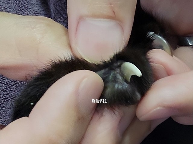 貓咪指甲斷掉,貓咪指甲流血會自己好嗎,貓貓指甲整個掉了怎麼辦,貓咪指甲斷掉dcard,貓咪指甲斷掉包紮,貓咪指甲裂開流血,貓咪指甲流血優碘,貓咪受傷,貓咪指甲斷掉流血,貓咪落甲,貓咪指甲流血會痛嗎,板橋貓咪醫院,板橋動物醫院推薦,板橋動物醫院dcard,板橋動物醫院ptt,板橋文化路動物醫院,板橋動物醫院推薦ptt,板橋動物醫院 貓,呼嚕貓專科醫院 Purring Cat Hospital預約制看診(板橋動物醫院推薦),呼嚕貓專科醫院 評價,板橋獸醫院,板橋獸醫院推薦,新埔動物醫院,江子翠動物醫院,板橋動物醫院評價 貓咪指甲斷掉,貓咪指甲流血會自己好嗎,貓貓指甲整個掉了怎麼辦,貓咪指甲斷掉dcard,貓咪指甲斷掉包紮,貓咪指甲裂開流血,貓咪指甲流血優碘,貓咪受傷,貓咪指甲斷掉流血,貓咪落甲,貓咪指甲流血會痛嗎,板橋貓咪醫院,板橋動物醫院推薦,板橋動物醫院dcard,板橋動物醫院ptt,板橋文化路動物醫院,板橋動物醫院推薦ptt,板橋動物醫院 貓,呼嚕貓專科醫院 Purring Cat Hospital預約制看診(板橋動物醫院推薦),呼嚕貓專科醫院 評價,板橋獸醫院,板橋獸醫院推薦,新埔動物醫院,江子翠動物醫院,板橋動物醫院評價