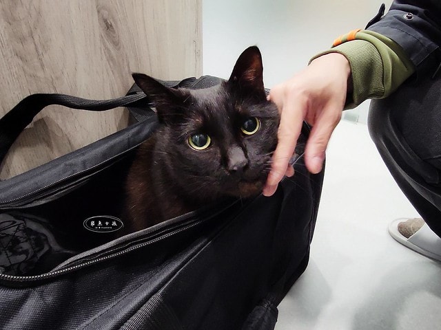 貓咪指甲斷掉,貓咪指甲流血會自己好嗎,貓貓指甲整個掉了怎麼辦,貓咪指甲斷掉dcard,貓咪指甲斷掉包紮,貓咪指甲裂開流血,貓咪指甲流血優碘,貓咪受傷,貓咪指甲斷掉流血,貓咪落甲,貓咪指甲流血會痛嗎,板橋貓咪醫院,板橋動物醫院推薦,板橋動物醫院dcard,板橋動物醫院ptt,板橋文化路動物醫院,板橋動物醫院推薦ptt,板橋動物醫院 貓,呼嚕貓專科醫院 Purring Cat Hospital預約制看診(板橋動物醫院推薦),呼嚕貓專科醫院 評價,板橋獸醫院,板橋獸醫院推薦,新埔動物醫院,江子翠動物醫院,板橋動物醫院評價 貓咪指甲斷掉,貓咪指甲流血會自己好嗎,貓貓指甲整個掉了怎麼辦,貓咪指甲斷掉dcard,貓咪指甲斷掉包紮,貓咪指甲裂開流血,貓咪指甲流血優碘,貓咪受傷,貓咪指甲斷掉流血,貓咪落甲,貓咪指甲流血會痛嗎,板橋貓咪醫院,板橋動物醫院推薦,板橋動物醫院dcard,板橋動物醫院ptt,板橋文化路動物醫院,板橋動物醫院推薦ptt,板橋動物醫院 貓,呼嚕貓專科醫院 Purring Cat Hospital預約制看診(板橋動物醫院推薦),呼嚕貓專科醫院 評價,板橋獸醫院,板橋獸醫院推薦,新埔動物醫院,江子翠動物醫院,板橋動物醫院評價