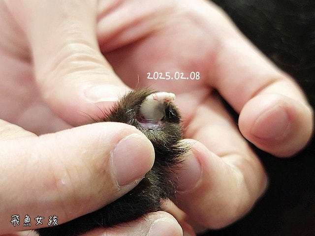 貓咪指甲斷掉,貓咪指甲流血會自己好嗎,貓貓指甲整個掉了怎麼辦,貓咪指甲斷掉dcard,貓咪指甲斷掉包紮,貓咪指甲裂開流血,貓咪指甲流血優碘,貓咪受傷,貓咪指甲斷掉流血,貓咪落甲,貓咪指甲流血會痛嗎,板橋貓咪醫院,板橋動物醫院推薦,板橋動物醫院dcard,板橋動物醫院ptt,板橋文化路動物醫院,板橋動物醫院推薦ptt,板橋動物醫院 貓,呼嚕貓專科醫院 Purring Cat Hospital預約制看診(板橋動物醫院推薦),呼嚕貓專科醫院 評價,板橋獸醫院,板橋獸醫院推薦,新埔動物醫院,江子翠動物醫院,板橋動物醫院評價 貓咪指甲斷掉,貓咪指甲流血會自己好嗎,貓貓指甲整個掉了怎麼辦,貓咪指甲斷掉dcard,貓咪指甲斷掉包紮,貓咪指甲裂開流血,貓咪指甲流血優碘,貓咪受傷,貓咪指甲斷掉流血,貓咪落甲,貓咪指甲流血會痛嗎,板橋貓咪醫院,板橋動物醫院推薦,板橋動物醫院dcard,板橋動物醫院ptt,板橋文化路動物醫院,板橋動物醫院推薦ptt,板橋動物醫院 貓,呼嚕貓專科醫院 Purring Cat Hospital預約制看診(板橋動物醫院推薦),呼嚕貓專科醫院 評價,板橋獸醫院,板橋獸醫院推薦,新埔動物醫院,江子翠動物醫院,板橋動物醫院評價