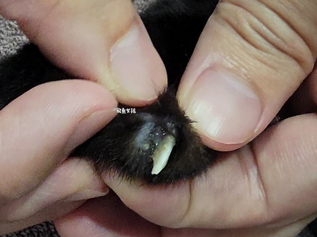 貓咪指甲斷掉,貓咪指甲流血會自己好嗎,貓貓指甲整個掉了怎麼辦,貓咪指甲斷掉dcard,貓咪指甲斷掉包紮,貓咪指甲裂開流血,貓咪指甲流血優碘,貓咪受傷,貓咪指甲斷掉流血,貓咪落甲,貓咪指甲流血會痛嗎,板橋貓咪醫院,板橋動物醫院推薦,板橋動物醫院dcard,板橋動物醫院ptt,板橋文化路動物醫院,板橋動物醫院推薦ptt,板橋動物醫院 貓,呼嚕貓專科醫院 Purring Cat Hospital預約制看診(板橋動物醫院推薦),呼嚕貓專科醫院 評價,板橋獸醫院,板橋獸醫院推薦,新埔動物醫院,江子翠動物醫院,板橋動物醫院評價 貓咪指甲斷掉,貓咪指甲流血會自己好嗎,貓貓指甲整個掉了怎麼辦,貓咪指甲斷掉dcard,貓咪指甲斷掉包紮,貓咪指甲裂開流血,貓咪指甲流血優碘,貓咪受傷,貓咪指甲斷掉流血,貓咪落甲,貓咪指甲流血會痛嗎,板橋貓咪醫院,板橋動物醫院推薦,板橋動物醫院dcard,板橋動物醫院ptt,板橋文化路動物醫院,板橋動物醫院推薦ptt,板橋動物醫院 貓,呼嚕貓專科醫院 Purring Cat Hospital預約制看診(板橋動物醫院推薦),呼嚕貓專科醫院 評價,板橋獸醫院,板橋獸醫院推薦,新埔動物醫院,江子翠動物醫院,板橋動物醫院評價