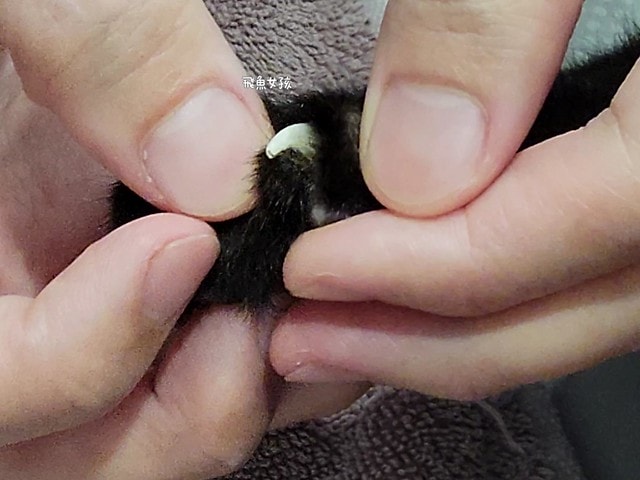 貓咪指甲斷掉,貓咪指甲流血會自己好嗎,貓貓指甲整個掉了怎麼辦,貓咪指甲斷掉dcard,貓咪指甲斷掉包紮,貓咪指甲裂開流血,貓咪指甲流血優碘,貓咪受傷,貓咪指甲斷掉流血,貓咪落甲,貓咪指甲流血會痛嗎,板橋貓咪醫院,板橋動物醫院推薦,板橋動物醫院dcard,板橋動物醫院ptt,板橋文化路動物醫院,板橋動物醫院推薦ptt,板橋動物醫院 貓,呼嚕貓專科醫院 Purring Cat Hospital預約制看診(板橋動物醫院推薦),呼嚕貓專科醫院 評價,板橋獸醫院,板橋獸醫院推薦,新埔動物醫院,江子翠動物醫院,板橋動物醫院評價 貓咪指甲斷掉,貓咪指甲流血會自己好嗎,貓貓指甲整個掉了怎麼辦,貓咪指甲斷掉dcard,貓咪指甲斷掉包紮,貓咪指甲裂開流血,貓咪指甲流血優碘,貓咪受傷,貓咪指甲斷掉流血,貓咪落甲,貓咪指甲流血會痛嗎,板橋貓咪醫院,板橋動物醫院推薦,板橋動物醫院dcard,板橋動物醫院ptt,板橋文化路動物醫院,板橋動物醫院推薦ptt,板橋動物醫院 貓,呼嚕貓專科醫院 Purring Cat Hospital預約制看診(板橋動物醫院推薦),呼嚕貓專科醫院 評價,板橋獸醫院,板橋獸醫院推薦,新埔動物醫院,江子翠動物醫院,板橋動物醫院評價