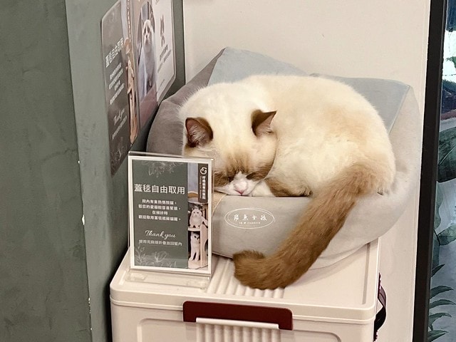 貓咪指甲斷掉,貓咪指甲流血會自己好嗎,貓貓指甲整個掉了怎麼辦,貓咪指甲斷掉dcard,貓咪指甲斷掉包紮,貓咪指甲裂開流血,貓咪指甲流血優碘,貓咪受傷,貓咪指甲斷掉流血,貓咪落甲,貓咪指甲流血會痛嗎,板橋貓咪醫院,板橋動物醫院推薦,板橋動物醫院dcard,板橋動物醫院ptt,板橋文化路動物醫院,板橋動物醫院推薦ptt,板橋動物醫院 貓,呼嚕貓專科醫院 Purring Cat Hospital預約制看診(板橋動物醫院推薦),呼嚕貓專科醫院 評價,板橋獸醫院,板橋獸醫院推薦,新埔動物醫院,江子翠動物醫院,板橋動物醫院評價 貓咪指甲斷掉,貓咪指甲流血會自己好嗎,貓貓指甲整個掉了怎麼辦,貓咪指甲斷掉dcard,貓咪指甲斷掉包紮,貓咪指甲裂開流血,貓咪指甲流血優碘,貓咪受傷,貓咪指甲斷掉流血,貓咪落甲,貓咪指甲流血會痛嗎,板橋貓咪醫院,板橋動物醫院推薦,板橋動物醫院dcard,板橋動物醫院ptt,板橋文化路動物醫院,板橋動物醫院推薦ptt,板橋動物醫院 貓,呼嚕貓專科醫院 Purring Cat Hospital預約制看診(板橋動物醫院推薦),呼嚕貓專科醫院 評價,板橋獸醫院,板橋獸醫院推薦,新埔動物醫院,江子翠動物醫院,板橋動物醫院評價