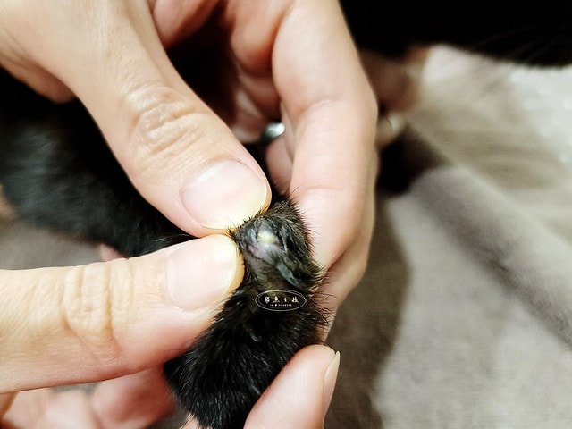 貓咪指甲斷掉,貓咪指甲流血會自己好嗎,貓貓指甲整個掉了怎麼辦,貓咪指甲斷掉dcard,貓咪指甲斷掉包紮,貓咪指甲裂開流血,貓咪指甲流血優碘,貓咪受傷,貓咪指甲斷掉流血,貓咪落甲,貓咪指甲流血會痛嗎,板橋貓咪醫院,板橋動物醫院推薦,板橋動物醫院dcard,板橋動物醫院ptt,板橋文化路動物醫院,板橋動物醫院推薦ptt,板橋動物醫院 貓,呼嚕貓專科醫院 Purring Cat Hospital預約制看診(板橋動物醫院推薦),呼嚕貓專科醫院 評價,板橋獸醫院,板橋獸醫院推薦,新埔動物醫院,江子翠動物醫院,板橋動物醫院評價 貓咪指甲斷掉,貓咪指甲流血會自己好嗎,貓貓指甲整個掉了怎麼辦,貓咪指甲斷掉dcard,貓咪指甲斷掉包紮,貓咪指甲裂開流血,貓咪指甲流血優碘,貓咪受傷,貓咪指甲斷掉流血,貓咪落甲,貓咪指甲流血會痛嗎,板橋貓咪醫院,板橋動物醫院推薦,板橋動物醫院dcard,板橋動物醫院ptt,板橋文化路動物醫院,板橋動物醫院推薦ptt,板橋動物醫院 貓,呼嚕貓專科醫院 Purring Cat Hospital預約制看診(板橋動物醫院推薦),呼嚕貓專科醫院 評價,板橋獸醫院,板橋獸醫院推薦,新埔動物醫院,江子翠動物醫院,板橋動物醫院評價