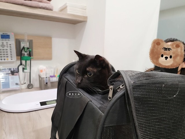 貓咪指甲斷掉,貓咪指甲流血會自己好嗎,貓貓指甲整個掉了怎麼辦,貓咪指甲斷掉dcard,貓咪指甲斷掉包紮,貓咪指甲裂開流血,貓咪指甲流血優碘,貓咪受傷,貓咪指甲斷掉流血,貓咪落甲,貓咪指甲流血會痛嗎,板橋貓咪醫院,板橋動物醫院推薦,板橋動物醫院dcard,板橋動物醫院ptt,板橋文化路動物醫院,板橋動物醫院推薦ptt,板橋動物醫院 貓,呼嚕貓專科醫院 Purring Cat Hospital預約制看診(板橋動物醫院推薦),呼嚕貓專科醫院 評價,板橋獸醫院,板橋獸醫院推薦,新埔動物醫院,江子翠動物醫院,板橋動物醫院評價 貓咪指甲斷掉,貓咪指甲流血會自己好嗎,貓貓指甲整個掉了怎麼辦,貓咪指甲斷掉dcard,貓咪指甲斷掉包紮,貓咪指甲裂開流血,貓咪指甲流血優碘,貓咪受傷,貓咪指甲斷掉流血,貓咪落甲,貓咪指甲流血會痛嗎,板橋貓咪醫院,板橋動物醫院推薦,板橋動物醫院dcard,板橋動物醫院ptt,板橋文化路動物醫院,板橋動物醫院推薦ptt,板橋動物醫院 貓,呼嚕貓專科醫院 Purring Cat Hospital預約制看診(板橋動物醫院推薦),呼嚕貓專科醫院 評價,板橋獸醫院,板橋獸醫院推薦,新埔動物醫院,江子翠動物醫院,板橋動物醫院評價