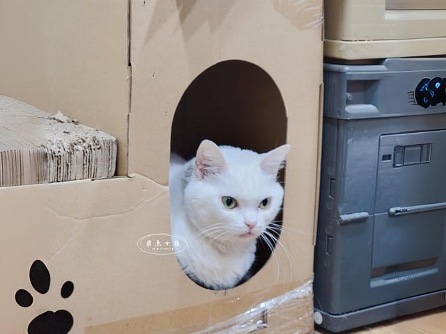 可蒂毛毛評價,貓用維骨肽EX營養品評價,貓用關節保健品分享,老貓關節保養品開箱,貓咪活動力保健品開箱,貓過重關節保健品心得,獸醫推薦關節保健分享,有感毛孩骨頭保健分享,專利寵物關節保健開箱,適口性好貓保健品開箱,貓關節修護產品心得,高齡貓保健品分享,高齡貓照護,老貓越來越瘦,老貓營養補充,貓咪關節保健,貓咪關節保健ptt,貓咪關節保健dcard,貓咪關節保養,貓關節保健食品,貓關節炎ptt,貓咪關節炎會好嗎,貓咪軟骨素推薦,