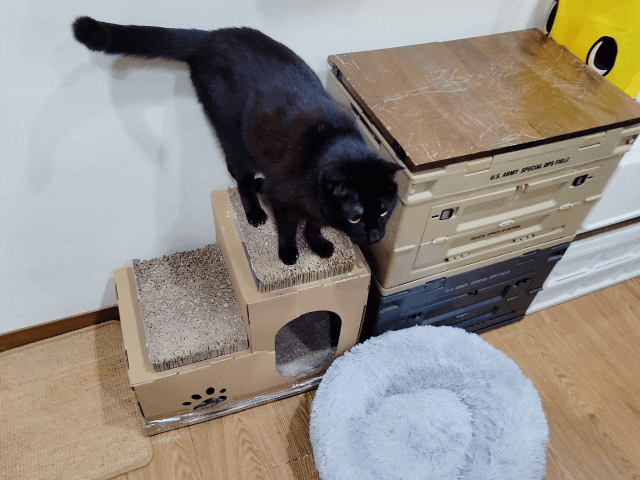 可蒂毛毛評價,貓用維骨肽EX營養品評價,貓用關節保健品分享,老貓關節保養品開箱,貓咪活動力保健品開箱,貓過重關節保健品心得,獸醫推薦關節保健分享,有感毛孩骨頭保健分享,專利寵物關節保健開箱,適口性好貓保健品開箱,貓關節修護產品心得,高齡貓保健品分享,高齡貓照護,老貓越來越瘦,老貓營養補充,貓咪關節保健,貓咪關節保健ptt,貓咪關節保健dcard,貓咪關節保養,貓關節保健食品,貓關節炎ptt,貓咪關節炎會好嗎,貓咪軟骨素推薦,