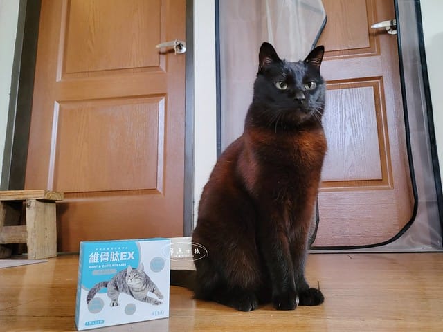 可蒂毛毛評價,貓用維骨肽EX營養品評價,貓用關節保健品分享,老貓關節保養品開箱,貓咪活動力保健品開箱,貓過重關節保健品心得,獸醫推薦關節保健分享,有感毛孩骨頭保健分享,專利寵物關節保健開箱,適口性好貓保健品開箱,貓關節修護產品心得,高齡貓保健品分享,高齡貓照護,老貓越來越瘦,老貓營養補充,貓咪關節保健,貓咪關節保健ptt,貓咪關節保健dcard,貓咪關節保養,貓關節保健食品,貓關節炎ptt,貓咪關節炎會好嗎,貓咪軟骨素推薦,