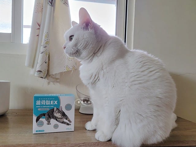 可蒂毛毛評價,貓用維骨肽EX營養品評價,貓用關節保健品分享,老貓關節保養品開箱,貓咪活動力保健品開箱,貓過重關節保健品心得,獸醫推薦關節保健分享,有感毛孩骨頭保健分享,專利寵物關節保健開箱,適口性好貓保健品開箱,貓關節修護產品心得,高齡貓保健品分享,高齡貓照護,老貓越來越瘦,老貓營養補充,貓咪關節保健,貓咪關節保健ptt,貓咪關節保健dcard,貓咪關節保養,貓關節保健食品,貓關節炎ptt,貓咪關節炎會好嗎,貓咪軟骨素推薦,