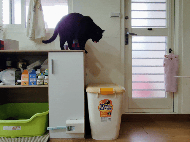 可蒂毛毛評價,貓用維骨肽EX營養品評價,貓用關節保健品分享,老貓關節保養品開箱,貓咪活動力保健品開箱,貓過重關節保健品心得,獸醫推薦關節保健分享,有感毛孩骨頭保健分享,專利寵物關節保健開箱,適口性好貓保健品開箱,貓關節修護產品心得,高齡貓保健品分享,高齡貓照護,老貓越來越瘦,老貓營養補充,貓咪關節保健,貓咪關節保健ptt,貓咪關節保健dcard,貓咪關節保養,貓關節保健食品,貓關節炎ptt,貓咪關節炎會好嗎,貓咪軟骨素推薦,