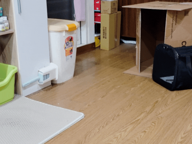 可蒂毛毛評價,貓用維骨肽EX營養品評價,貓用關節保健品分享,老貓關節保養品開箱,貓咪活動力保健品開箱,貓過重關節保健品心得,獸醫推薦關節保健分享,有感毛孩骨頭保健分享,專利寵物關節保健開箱,適口性好貓保健品開箱,貓關節修護產品心得,高齡貓保健品分享,高齡貓照護,老貓越來越瘦,老貓營養補充,貓咪關節保健,貓咪關節保健ptt,貓咪關節保健dcard,貓咪關節保養,貓關節保健食品,貓關節炎ptt,貓咪關節炎會好嗎,貓咪軟骨素推薦,