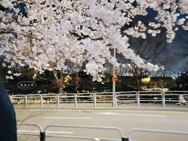 汝矣島櫻花,汝矣島夜櫻,汝矣島櫻花節,首爾賞櫻景點,汝矣島櫻花大道交通,汝矣島櫻花節2025時間,汝矣島櫻花拍照景點,汝矣島賞櫻攻略,汝矣島夜櫻最佳時間,汝矣島櫻花怎麼去,汝矣島地鐵怎麼搭,汝矣島賞櫻路線推薦,汝矣島櫻花自由行行程,汝矣島夜櫻人潮時間,汝矣島夜櫻IG景點,輪中路 櫻花,輪 中路 櫻花大道,汝 矣 島 櫻花的 圖片,首爾櫻花現況,首爾櫻花2025,2025韓國櫻花開花預測,2025韓國櫻花花期,2025韓國櫻花季節,2025韓國櫻花開花時間,2025韓國櫻花,2025首爾櫻花開花預測,2025韓國各地櫻花開花日期,2025韓國賞櫻行程規劃,2025韓國櫻花預測,2025櫻花預測,韓國櫻花季2025,韓國櫻花花期,韓國櫻花首爾,韓國櫻花時間,首爾櫻花現況,首爾賞櫻自由行,首爾賞櫻,首爾4月櫻花,韓國櫻花預測2025,2025釜山櫻花預測,首爾六天五夜,首爾林smtown,首爾6天5夜自由行,首爾6天5夜,韓國賞櫻景點推薦,首爾賞櫻景點推薦,首爾哪裡有櫻花首爾 櫻花季,首爾林櫻花