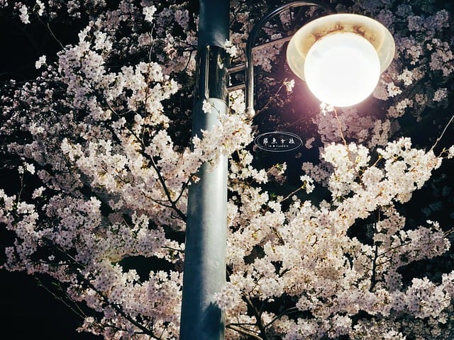 汝矣島櫻花,汝矣島夜櫻,汝矣島櫻花節,首爾賞櫻景點,汝矣島櫻花大道交通,汝矣島櫻花節2025時間,汝矣島櫻花拍照景點,汝矣島賞櫻攻略,汝矣島夜櫻最佳時間,汝矣島櫻花怎麼去,汝矣島地鐵怎麼搭,汝矣島賞櫻路線推薦,汝矣島櫻花自由行行程,汝矣島夜櫻人潮時間,汝矣島夜櫻IG景點,輪中路 櫻花,輪 中路 櫻花大道,汝 矣 島 櫻花的 圖片,首爾櫻花現況,首爾櫻花2025,2025韓國櫻花開花預測,2025韓國櫻花花期,2025韓國櫻花季節,2025韓國櫻花開花時間,2025韓國櫻花,2025首爾櫻花開花預測,2025韓國各地櫻花開花日期,2025韓國賞櫻行程規劃,2025韓國櫻花預測,2025櫻花預測,韓國櫻花季2025,韓國櫻花花期,韓國櫻花首爾,韓國櫻花時間,首爾櫻花現況,首爾賞櫻自由行,首爾賞櫻,首爾4月櫻花,韓國櫻花預測2025,2025釜山櫻花預測,首爾六天五夜,首爾林smtown,首爾6天5夜自由行,首爾6天5夜,韓國賞櫻景點推薦,首爾賞櫻景點推薦,首爾哪裡有櫻花首爾 櫻花季,首爾林櫻花