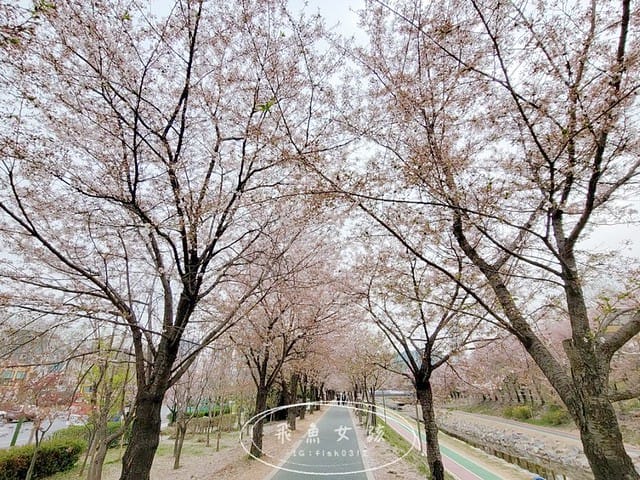 首爾櫻花,2025韓國櫻花,韓國櫻花預測,2024韓國櫻花預測,首爾良才川,首爾櫻花祭,首爾櫻花景點,首爾櫻花季節,2024韓國開花預測,良才市民之林,首爾櫻花現況,良才川 櫻花,良才市民之林櫻花,首爾 櫻花景點,首爾良才川櫻花,良才川櫻花交通方式,良才川櫻花怎麼去,良才川櫻花拍攝景點,良才市民之林 交通,良才市民之林樱花,2025韓國櫻花開花預測,2025韓國櫻花花期,2025韓國櫻花季節,2025韓國櫻花開花時間,2025韓國櫻花,2025首爾櫻花開花預測,2025韓國各地櫻花開花日期,2025韓國賞櫻行程規劃,2025韓國櫻花預測,2025櫻花預測,韓國櫻花季2025,韓國櫻花花期,韓國櫻花首爾,韓國櫻花時間,首爾櫻花現況,首爾賞櫻自由行,首爾賞櫻,首爾4月櫻花,韓國櫻花預測2025,2025釜山櫻花預測,首爾六天五夜,首爾林smtown,首爾6天5夜自由行,首爾6天5夜,韓國賞櫻景點推薦,首爾賞櫻景點推薦,首爾哪裡有櫻花首爾 櫻花季,首爾林櫻花