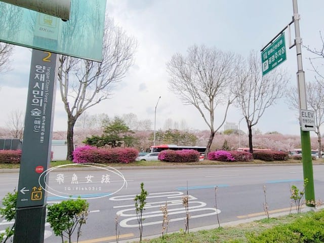 首爾櫻花,2025韓國櫻花,韓國櫻花預測,2024韓國櫻花預測,首爾良才川,首爾櫻花祭,首爾櫻花景點,首爾櫻花季節,2024韓國開花預測,良才市民之林,首爾櫻花現況,良才川 櫻花,良才市民之林櫻花,首爾 櫻花景點,首爾良才川櫻花,良才川櫻花交通方式,良才川櫻花怎麼去,良才川櫻花拍攝景點,良才市民之林 交通,良才市民之林樱花,2025韓國櫻花開花預測,2025韓國櫻花花期,2025韓國櫻花季節,2025韓國櫻花開花時間,2025韓國櫻花,2025首爾櫻花開花預測,2025韓國各地櫻花開花日期,2025韓國賞櫻行程規劃,2025韓國櫻花預測,2025櫻花預測,韓國櫻花季2025,韓國櫻花花期,韓國櫻花首爾,韓國櫻花時間,首爾櫻花現況,首爾賞櫻自由行,首爾賞櫻,首爾4月櫻花,韓國櫻花預測2025,2025釜山櫻花預測,首爾六天五夜,首爾林smtown,首爾6天5夜自由行,首爾6天5夜,韓國賞櫻景點推薦,首爾賞櫻景點推薦,首爾哪裡有櫻花首爾 櫻花季,首爾林櫻花