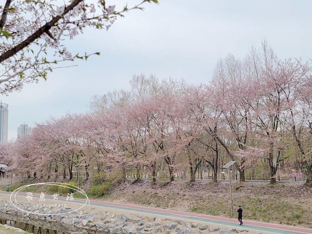 首爾櫻花,2025韓國櫻花,韓國櫻花預測,2024韓國櫻花預測,首爾良才川,首爾櫻花祭,首爾櫻花景點,首爾櫻花季節,2024韓國開花預測,良才市民之林,首爾櫻花現況,良才川 櫻花,良才市民之林櫻花,首爾 櫻花景點,首爾良才川櫻花,良才川櫻花交通方式,良才川櫻花怎麼去,良才川櫻花拍攝景點,良才市民之林 交通,良才市民之林樱花,2025韓國櫻花開花預測,2025韓國櫻花花期,2025韓國櫻花季節,2025韓國櫻花開花時間,2025韓國櫻花,2025首爾櫻花開花預測,2025韓國各地櫻花開花日期,2025韓國賞櫻行程規劃,2025韓國櫻花預測,2025櫻花預測,韓國櫻花季2025,韓國櫻花花期,韓國櫻花首爾,韓國櫻花時間,首爾櫻花現況,首爾賞櫻自由行,首爾賞櫻,首爾4月櫻花,韓國櫻花預測2025,2025釜山櫻花預測,首爾六天五夜,首爾林smtown,首爾6天5夜自由行,首爾6天5夜,韓國賞櫻景點推薦,首爾賞櫻景點推薦,首爾哪裡有櫻花首爾 櫻花季,首爾林櫻花