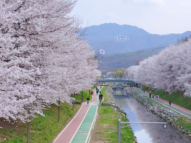 首爾櫻花,2025韓國櫻花,韓國櫻花預測,2024韓國櫻花預測,首爾良才川,首爾櫻花祭,首爾櫻花景點,首爾櫻花季節,2024韓國開花預測,良才市民之林,首爾櫻花現況,良才川 櫻花,良才市民之林櫻花,首爾 櫻花景點,首爾良才川櫻花,良才川櫻花交通方式,良才川櫻花怎麼去,良才川櫻花拍攝景點,良才市民之林 交通,良才市民之林樱花,2025韓國櫻花開花預測,2025韓國櫻花花期,2025韓國櫻花季節,2025韓國櫻花開花時間,2025韓國櫻花,2025首爾櫻花開花預測,2025韓國各地櫻花開花日期,2025韓國賞櫻行程規劃,2025韓國櫻花預測,2025櫻花預測,韓國櫻花季2025,韓國櫻花花期,韓國櫻花首爾,韓國櫻花時間,首爾櫻花現況,首爾賞櫻自由行,首爾賞櫻,首爾4月櫻花,韓國櫻花預測2025,2025釜山櫻花預測,首爾六天五夜,首爾林smtown,首爾6天5夜自由行,首爾6天5夜,韓國賞櫻景點推薦,首爾賞櫻景點推薦,首爾哪裡有櫻花首爾 櫻花季,首爾林櫻花