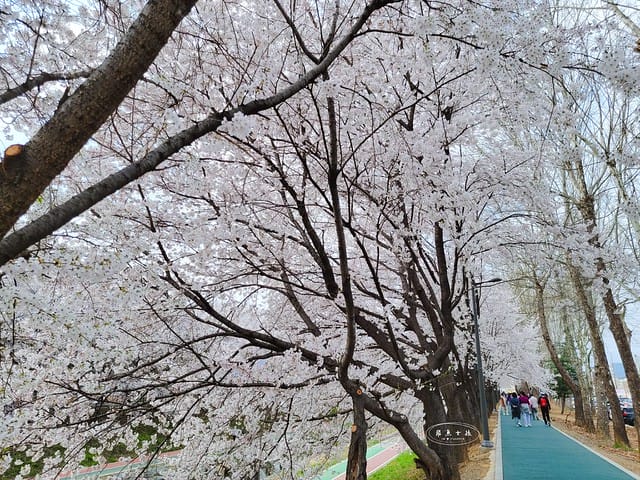 首爾櫻花,2025韓國櫻花,韓國櫻花預測,2024韓國櫻花預測,首爾良才川,首爾櫻花祭,首爾櫻花景點,首爾櫻花季節,2024韓國開花預測,良才市民之林,首爾櫻花現況,良才川 櫻花,良才市民之林櫻花,首爾 櫻花景點,首爾良才川櫻花,良才川櫻花交通方式,良才川櫻花怎麼去,良才川櫻花拍攝景點,良才市民之林 交通,良才市民之林樱花,2025韓國櫻花開花預測,2025韓國櫻花花期,2025韓國櫻花季節,2025韓國櫻花開花時間,2025韓國櫻花,2025首爾櫻花開花預測,2025韓國各地櫻花開花日期,2025韓國賞櫻行程規劃,2025韓國櫻花預測,2025櫻花預測,韓國櫻花季2025,韓國櫻花花期,韓國櫻花首爾,韓國櫻花時間,首爾櫻花現況,首爾賞櫻自由行,首爾賞櫻,首爾4月櫻花,韓國櫻花預測2025,2025釜山櫻花預測,首爾六天五夜,首爾林smtown,首爾6天5夜自由行,首爾6天5夜,韓國賞櫻景點推薦,首爾賞櫻景點推薦,首爾哪裡有櫻花首爾 櫻花季,首爾林櫻花