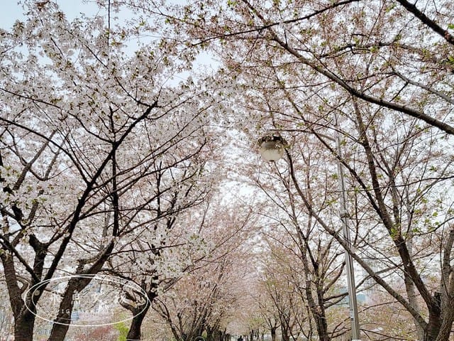 首爾櫻花,2025韓國櫻花,韓國櫻花預測,2024韓國櫻花預測,首爾良才川,首爾櫻花祭,首爾櫻花景點,首爾櫻花季節,2024韓國開花預測,良才市民之林,首爾櫻花現況,良才川 櫻花,良才市民之林櫻花,首爾 櫻花景點,首爾良才川櫻花,良才川櫻花交通方式,良才川櫻花怎麼去,良才川櫻花拍攝景點,良才市民之林 交通,良才市民之林樱花,2025韓國櫻花開花預測,2025韓國櫻花花期,2025韓國櫻花季節,2025韓國櫻花開花時間,2025韓國櫻花,2025首爾櫻花開花預測,2025韓國各地櫻花開花日期,2025韓國賞櫻行程規劃,2025韓國櫻花預測,2025櫻花預測,韓國櫻花季2025,韓國櫻花花期,韓國櫻花首爾,韓國櫻花時間,首爾櫻花現況,首爾賞櫻自由行,首爾賞櫻,首爾4月櫻花,韓國櫻花預測2025,2025釜山櫻花預測,首爾六天五夜,首爾林smtown,首爾6天5夜自由行,首爾6天5夜,韓國賞櫻景點推薦,首爾賞櫻景點推薦,首爾哪裡有櫻花首爾 櫻花季,首爾林櫻花