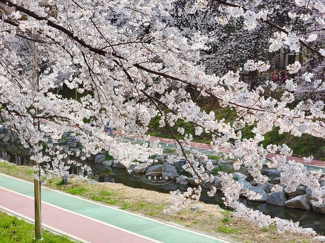 首爾櫻花,2025韓國櫻花,韓國櫻花預測,2024韓國櫻花預測,首爾良才川,首爾櫻花祭,首爾櫻花景點,首爾櫻花季節,2024韓國開花預測,良才市民之林,首爾櫻花現況,良才川 櫻花,良才市民之林櫻花,首爾 櫻花景點,首爾良才川櫻花,良才川櫻花交通方式,良才川櫻花怎麼去,良才川櫻花拍攝景點,良才市民之林 交通,良才市民之林樱花,2025韓國櫻花開花預測,2025韓國櫻花花期,2025韓國櫻花季節,2025韓國櫻花開花時間,2025韓國櫻花,2025首爾櫻花開花預測,2025韓國各地櫻花開花日期,2025韓國賞櫻行程規劃,2025韓國櫻花預測,2025櫻花預測,韓國櫻花季2025,韓國櫻花花期,韓國櫻花首爾,韓國櫻花時間,首爾櫻花現況,首爾賞櫻自由行,首爾賞櫻,首爾4月櫻花,韓國櫻花預測2025,2025釜山櫻花預測,首爾六天五夜,首爾林smtown,首爾6天5夜自由行,首爾6天5夜,韓國賞櫻景點推薦,首爾賞櫻景點推薦,首爾哪裡有櫻花首爾 櫻花季,首爾林櫻花