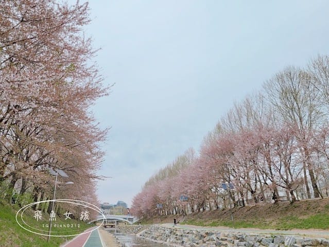 首爾櫻花,2025韓國櫻花,韓國櫻花預測,2024韓國櫻花預測,首爾良才川,首爾櫻花祭,首爾櫻花景點,首爾櫻花季節,2024韓國開花預測,良才市民之林,首爾櫻花現況,良才川 櫻花,良才市民之林櫻花,首爾 櫻花景點,首爾良才川櫻花,良才川櫻花交通方式,良才川櫻花怎麼去,良才川櫻花拍攝景點,良才市民之林 交通,良才市民之林樱花,2025韓國櫻花開花預測,2025韓國櫻花花期,2025韓國櫻花季節,2025韓國櫻花開花時間,2025韓國櫻花,2025首爾櫻花開花預測,2025韓國各地櫻花開花日期,2025韓國賞櫻行程規劃,2025韓國櫻花預測,2025櫻花預測,韓國櫻花季2025,韓國櫻花花期,韓國櫻花首爾,韓國櫻花時間,首爾櫻花現況,首爾賞櫻自由行,首爾賞櫻,首爾4月櫻花,韓國櫻花預測2025,2025釜山櫻花預測,首爾六天五夜,首爾林smtown,首爾6天5夜自由行,首爾6天5夜,韓國賞櫻景點推薦,首爾賞櫻景點推薦,首爾哪裡有櫻花首爾 櫻花季,首爾林櫻花